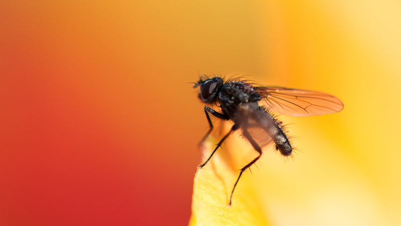 body part, beauty in nature, animal, indoors, close-up, animal wildlife, housefly, flower head, insect, fly, invertebrate, one animal, animals in the wild