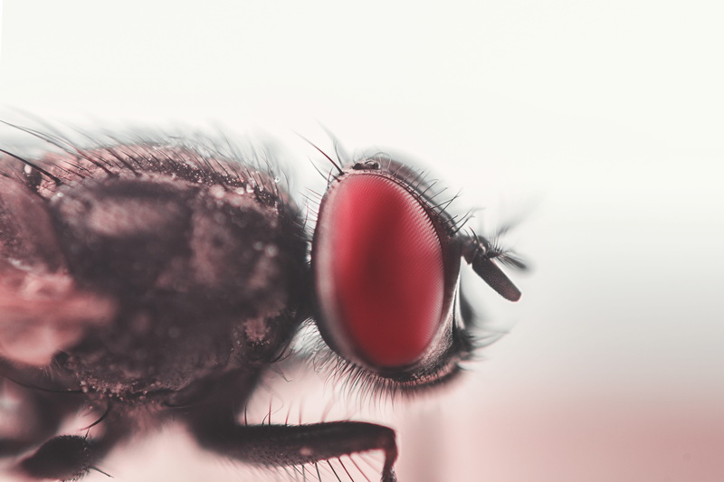 fly, red, invertebrate, colors, 4K, macro, nature, small, white background, little, close, no people, house, animal head, animal body part, pest, macro photography