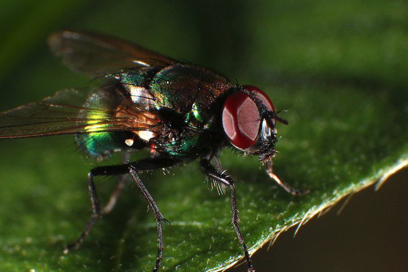ugliness, biology, backgrounds, animal body part, insect, plant part, 5K, one animal, green Color, plant, animals in the wild, macro, surface, arachnid
