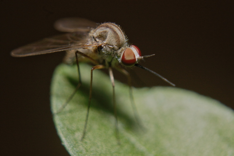 nature, one animal, mosquito, insect, selective focus, 2K, close-up, green Color, brown, animal Eye, day, fly, arthropod, legs, outdoors, backgrounds