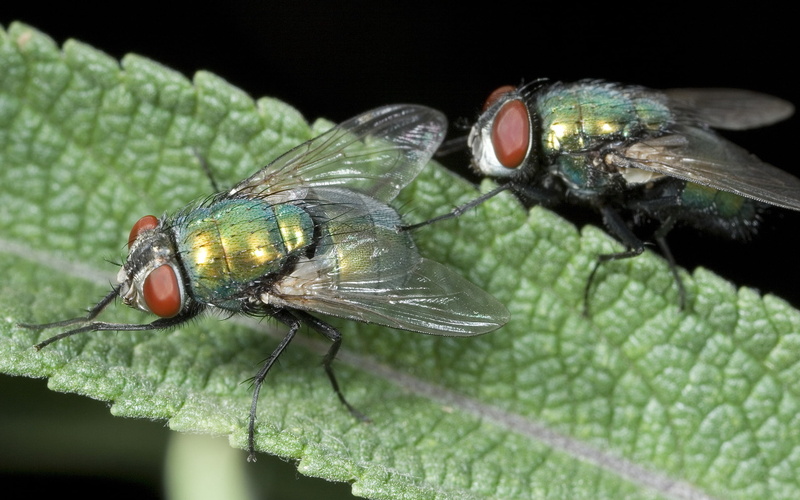 animal Wing, fly, black Color, animal, macro, insect, 2K, eye, flies, nature, red, animals in the wild, biology, ugliness, animal Eye, one animal, animal wildlife