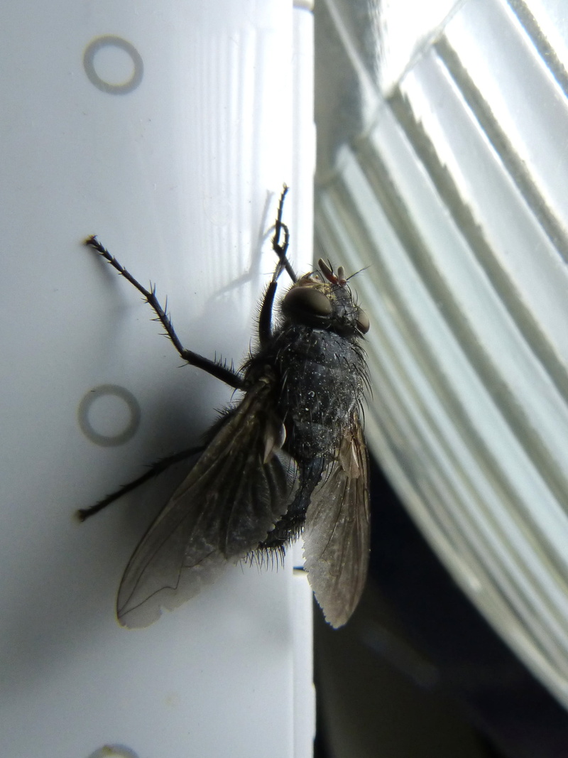 nature, animal, close-up, macro, housefly, wall - building feature, full length, insect, animal wing, animal wildlife, window, common, scrub legs, arthropod