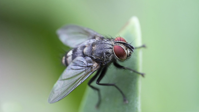 central, animal themes, macro, extreme close-up, domestica, no people, leaf, widespread, animal wildlife, windows, housefly, 4K, scientific, invertebrate