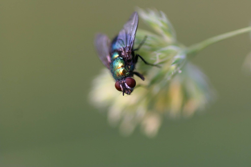 1080P, one animal, animal wing, invertebrate, insect, fly, no people, flower, plant, animal, animal wildlife, animals in the wild, close-up, focus on foreground