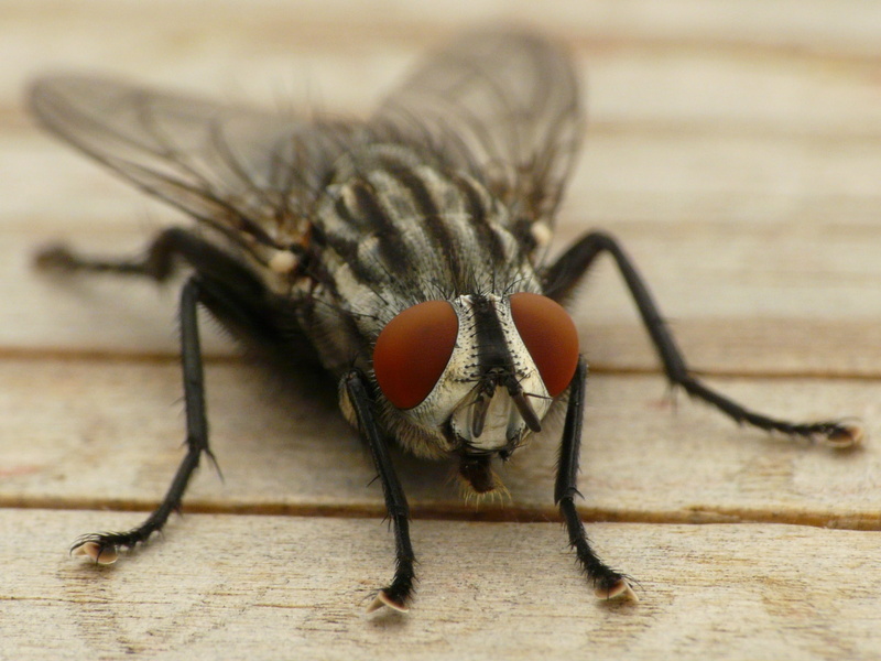 pest, gray, one animal, wings, 2K, black, animals in the wild, animal body part, close-up, outdoors, animal eye, wood - material, housefly, extreme close-up