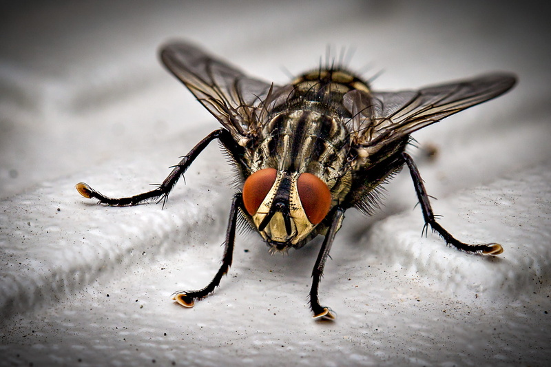 wings, surface, outdoors, nature, animal eye, no people, macro, macro photography, day, animal leg, one animal, animal wildlife, animal body part, pest