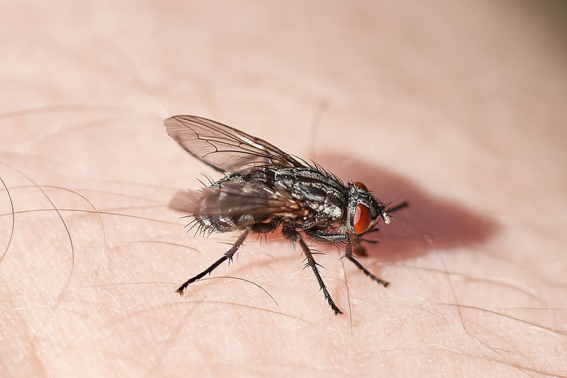 animals in the wild, Skin, disturb, Unpleasant, insect, Fly, human body part, 1080P, animal themes, dirty, animal, macro, pest, finger, one animal, nature