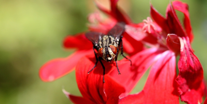 selective, no people, animal wildlife, black, vulnerability, close-up, petal, fragility, animals in the wild, flower, one animal, red, growth, beauty in nature