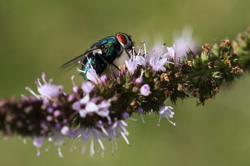 one animal, flower head, no people, butterfly - insect, freshness, plant, flowering plant, springtime, beauty in nature, pollination, animal wildlife, housefly