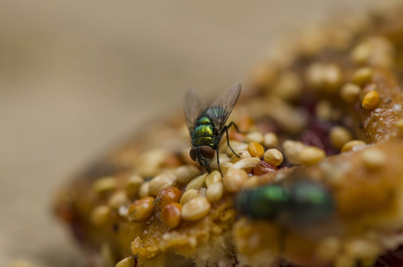 close-up, outdoors, day, flies, animal head, outdoor, animals in the wild, natural condition, selective focus, wildlife, no people, animal wildlife, plant