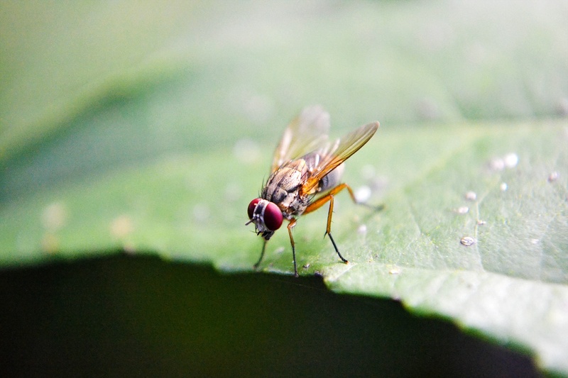 zoology, leaf, wings, animal wing, nature, animal wildlife, 1080P, plant part, fly, inset, sri lanka, invertebrate, ceylon, animal, one animal, mawanella