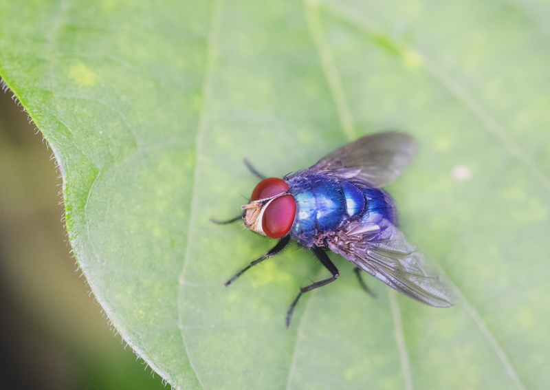 bird, day, photography, cricket insect, animals in the wild, snake, 4K, insect, plant part, no people, blue, asilidae, apidae, housefly, red, fly, purple