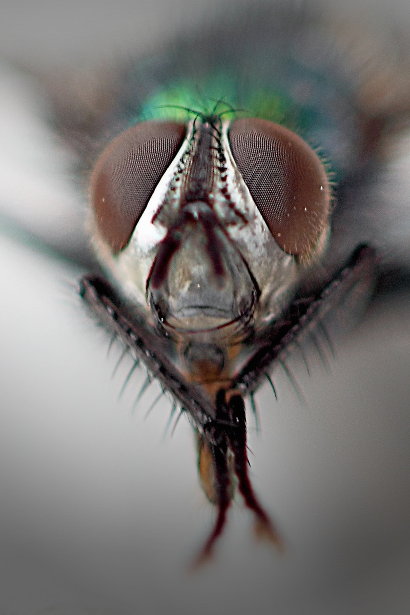invertebrate, studio shot, fly, no people, animal themes, small, 2K, eye, animal body part, insect macro, nature, macro, close-up, close, animal wildlife