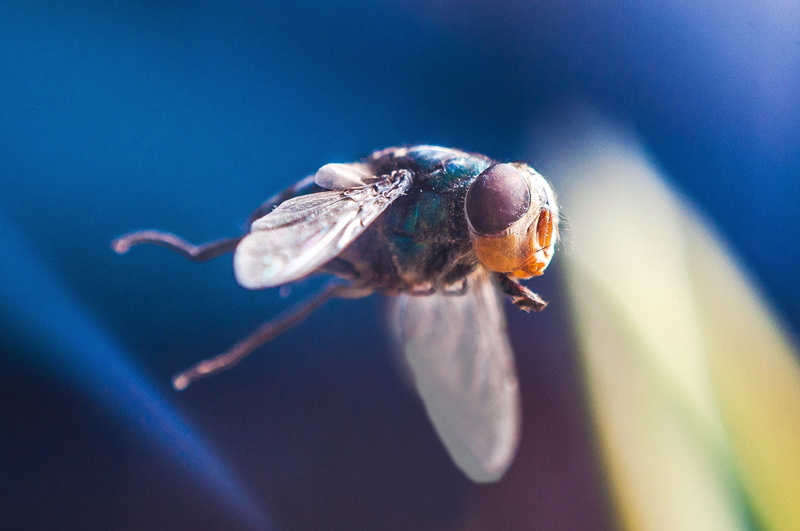 2K, mosquito, animals in the wild, close-up, macro, invertebrate, outdoors, no people, day, fly, animal, insect, selective focus, animal eye, flight, animal themes