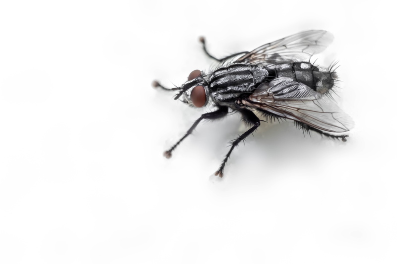 feld, ecosystem, copy space, insect, housefly, close-up, animal themes, indoors, funny, countryside, ecology, fly, hornet, animal wildlife, no people, animals in the wild
