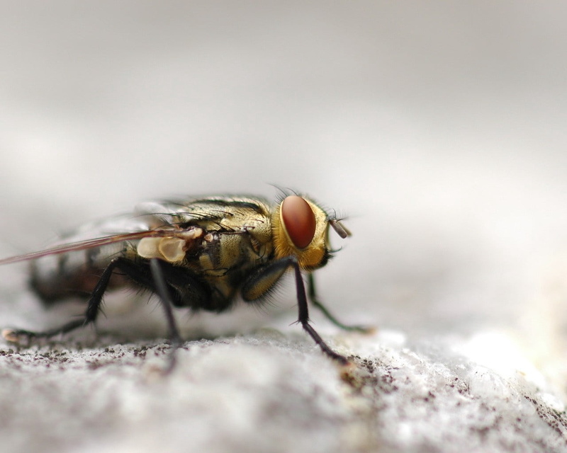 animal wing, selective focus, day, housefly, close-up, insect, fly, macro, animals in the wild, animal themes, surface level, outdoors, no people, light