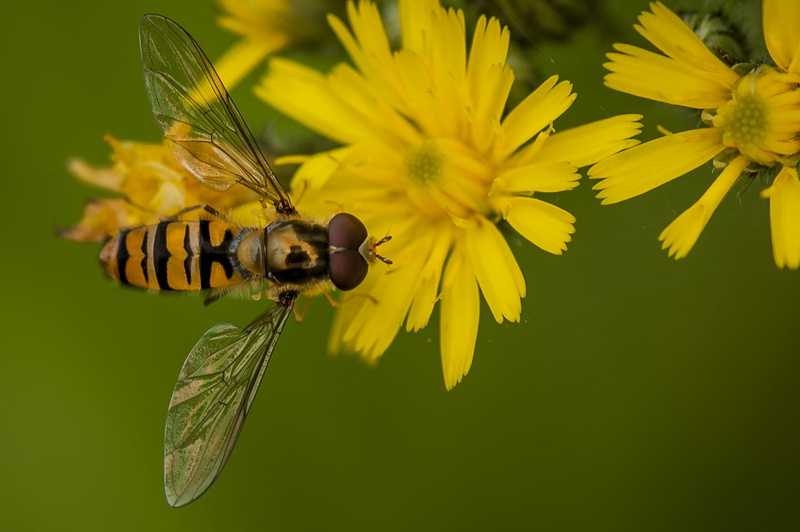 insect, 720P, FAUNE, animal Wing, Bleigny le Carreau, bee, close-up, summer, macro, nature, juin, Europe, petal, Yonne, France, Bourgogne, mouche, NIKON D700