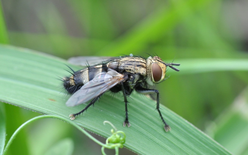 green Color, focus on foreground, surface, insect, invertebrate, close-up, animals in the wild, black, animal, no people, macro, small, grass, summer, 1080P