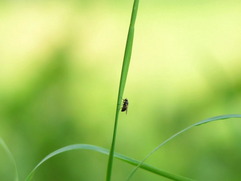 housefly, animal wildlife, leafed, outdoors, blade of grass, one animal, green color, damselfly, plant, perched, animal, nature, growth, glare, animals in the wild