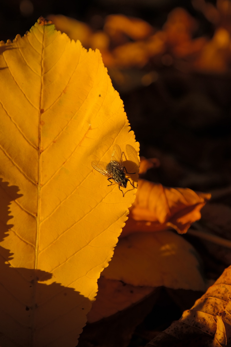 autumn colours, maple leaf, autumn, large housefly, outdoors, insect, type of horse chestnut, plant, buckeye, common housefly, no people, plant part, close-up