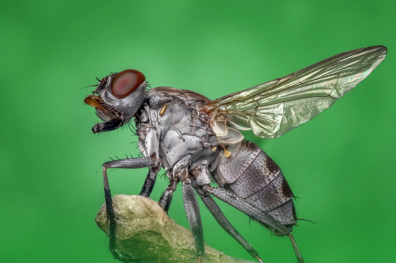 beauty in nature, wildlife, invertebrate, animal wildlife, dragonfly, nature, leaf, 5K, photography, fly, brown, animals in the wild, close, one animal