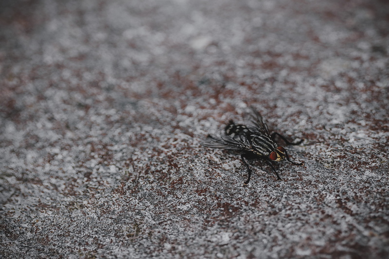 one animal, housefly, flies, arthropod, wings, macro photography, day, animal wildlife, selective focus, animal themes, black, dark, animals in the wild