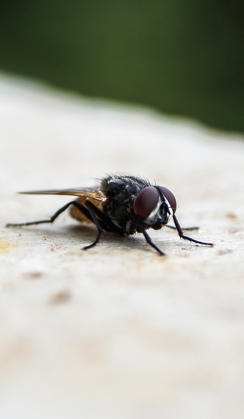 animal, bug, housefly, day, fly, zoology, selective focus, outdoors, nature, 2K, animal themes, animals in the wild, animal wing, beauty in nature, beetle