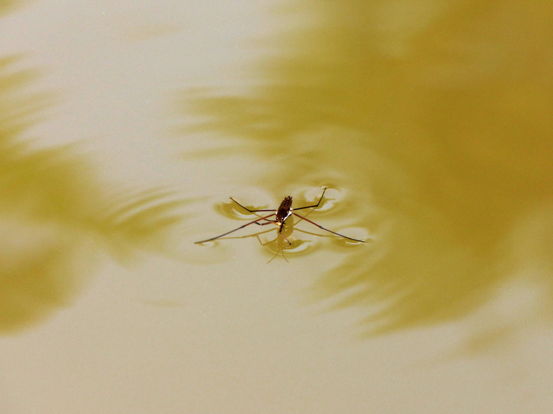 selective focus, outdoors, close-up, yellow, float, Insect, muddy, 4K, no people, mosquito, animal, Bug, Ripples, animals in the wild, housefly, walking on water