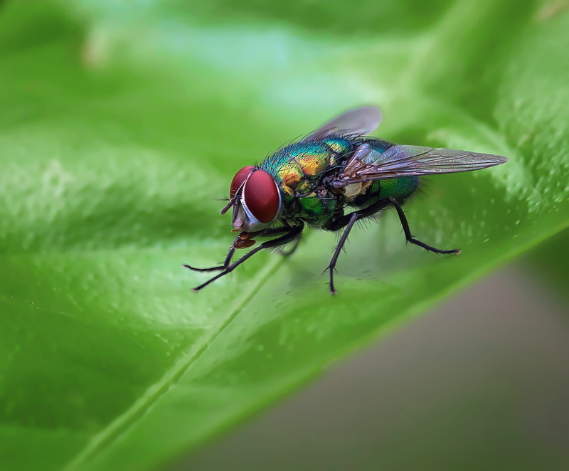nature, animal themes, animal wildlife, day, insect, plant part, animal, animal wing, animals in the wild, housefly, moscow, selective focus, close-up