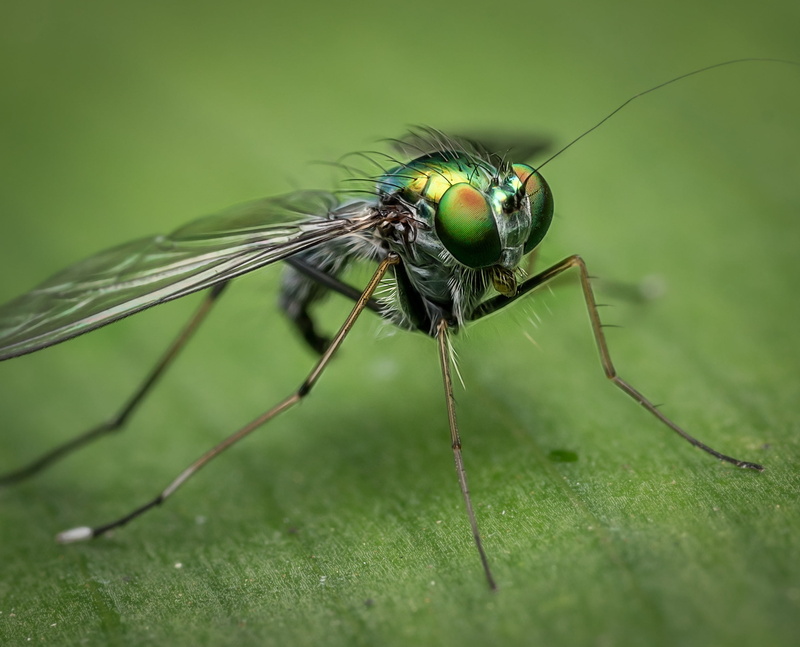 fly, animal eye, plant part, animal wildlife, close-up, selective focus, zoology, green, 1080P, animal, focus on foreground, outdoors, animal themes, insect