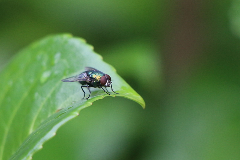 animals, animal wildlife, plant part, housefly, animal themes, invertebrate, animal wing, insect, one animal, focus on foreground, leaf, selective focus