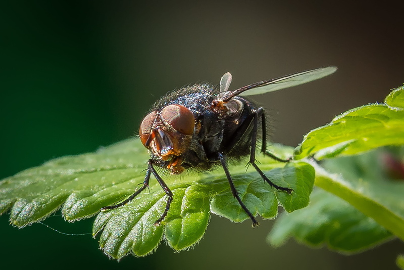 leaf, animal, plant part, animal body part, blue blowfly, animal themes, animal wildlife, macro, animal eye, close-up, housefly, outdoors, 2K, no people