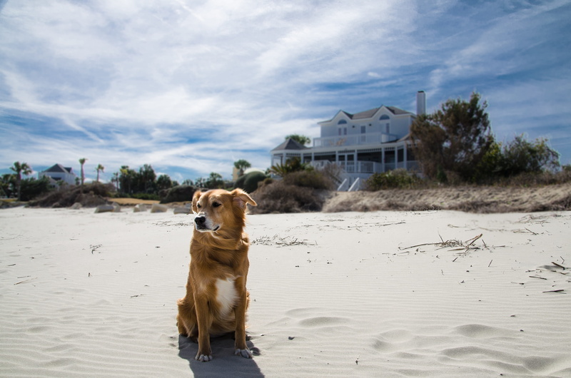 nature, architecture, beach, dog, 4K, built structure, domestic animals, one animal, isle of palms, sand, pets, mammal, united states, windblown, animal themes