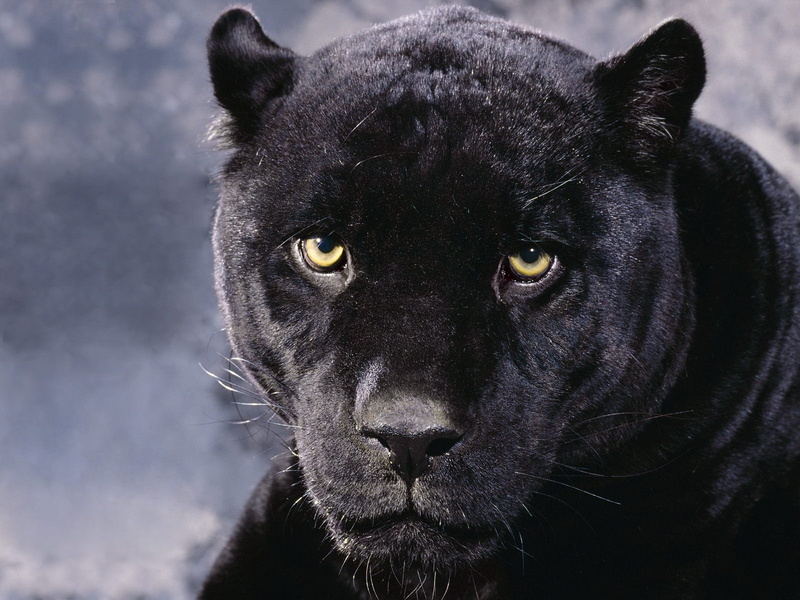 Bagira, 720P, predator, cat, Panther