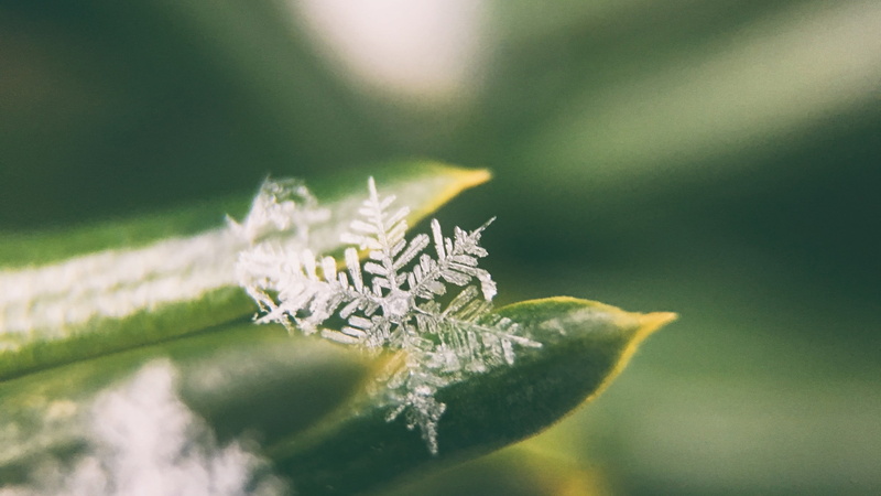 fragility, plant part, selective focus, day, flowering plant, snowflakes, plants, beauty in nature, bright, close-up, 2K, no people, studio shot, single object