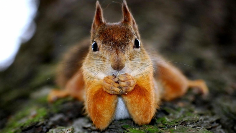 blurry, 4K, cute, squirrel