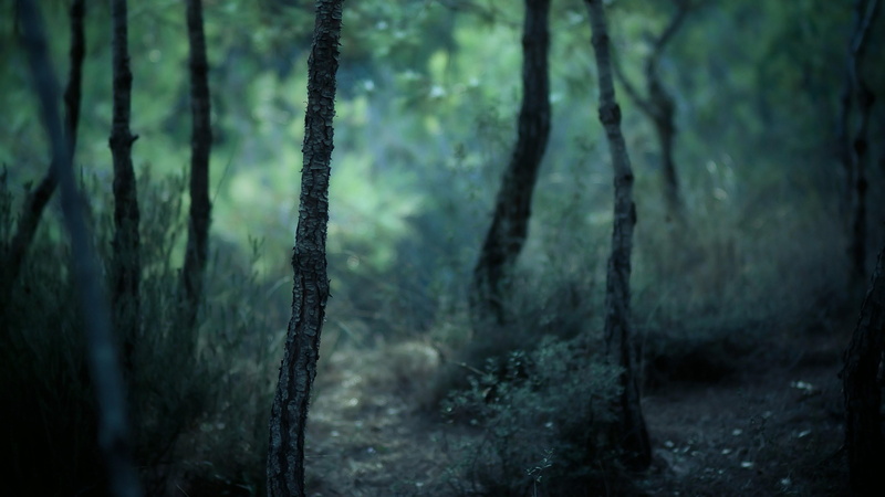 coniferous tree, woodland, land, nature, tree, forest, focus on foreground, blurry, landscape, outdoors, non-urban scene, darkness, pine tree, trunk, beauty in nature