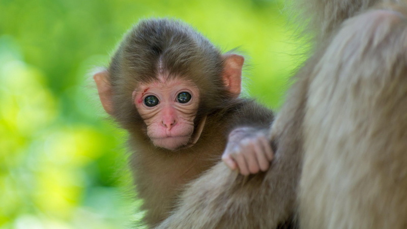 4K, baby, blurry, monkey, cute