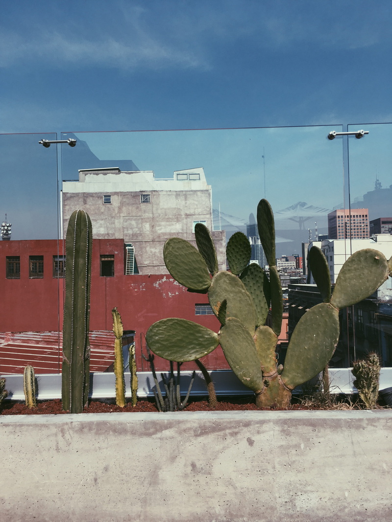 tour, architecture, mexico, walls, residential district, downtown, green color, succulent plant, built structure, day, cactus, sunlight, street, city, outdoors