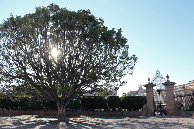 architecture, mexico, downtown, no people, growth, building exterior, human representation, sun, morelia, 5K, clear sky, plant, morelia cathedral, statue