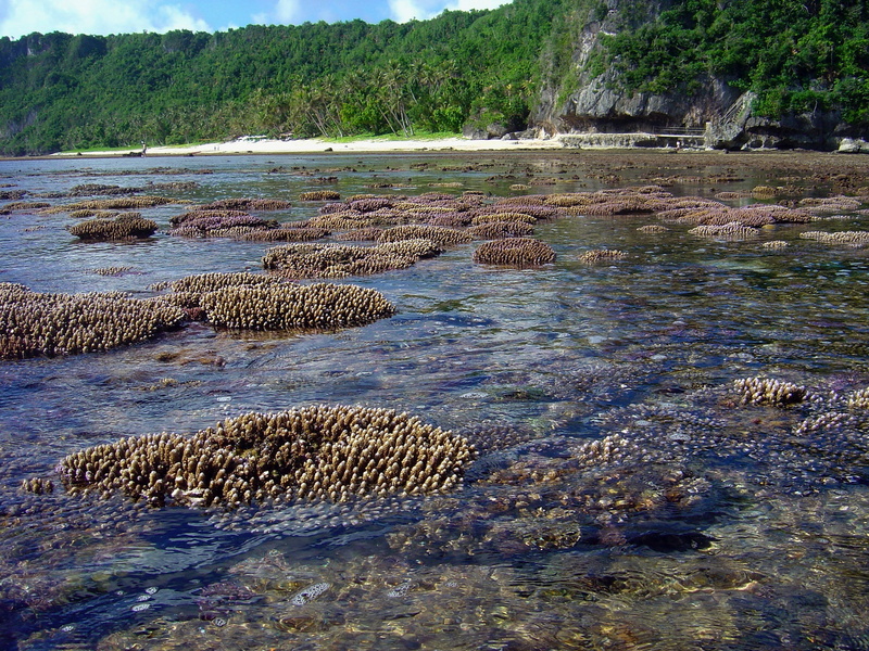shallow, tranquil scene, animal wildlife, Coral, no people, waters, day, tranquility, Bay, solid, rock, outdoors, river, ocean, one animal, flowing water