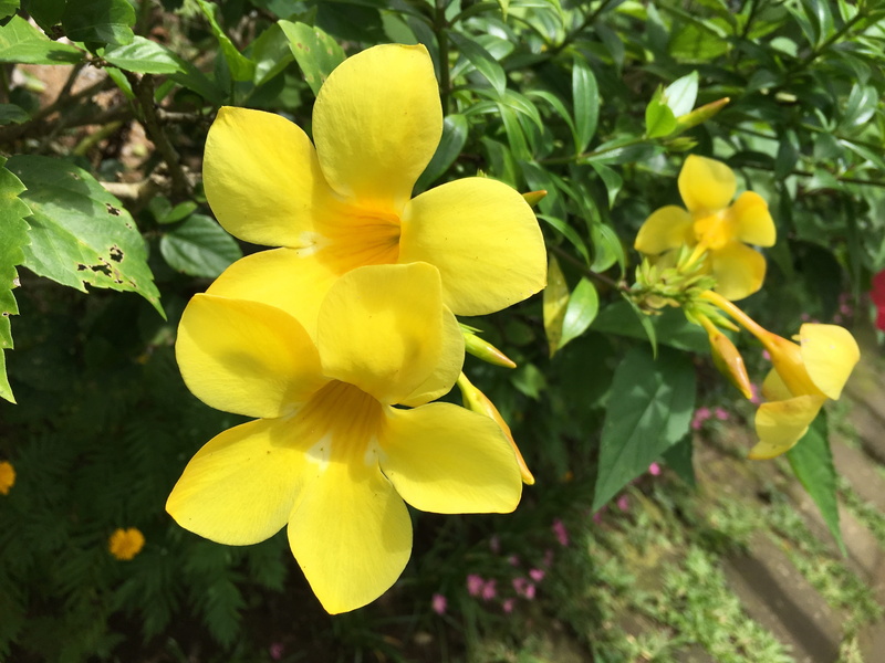 outdoors, blooming, tonga, nature, natural, inflorescence, hawaii, tahiti, close-up, 4K, flowering plant, beauty in nature, flowers, leaf, yellow bell