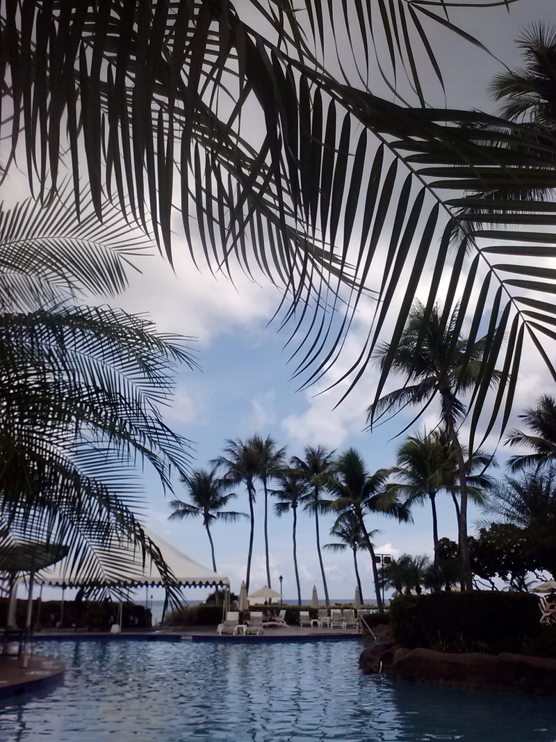 Palms, summer, travel destinations, tree, palm tree, no people, tropics, sky, nature, day, growth, leaf, beauty in nature, architecture, Guam, scenics - nature