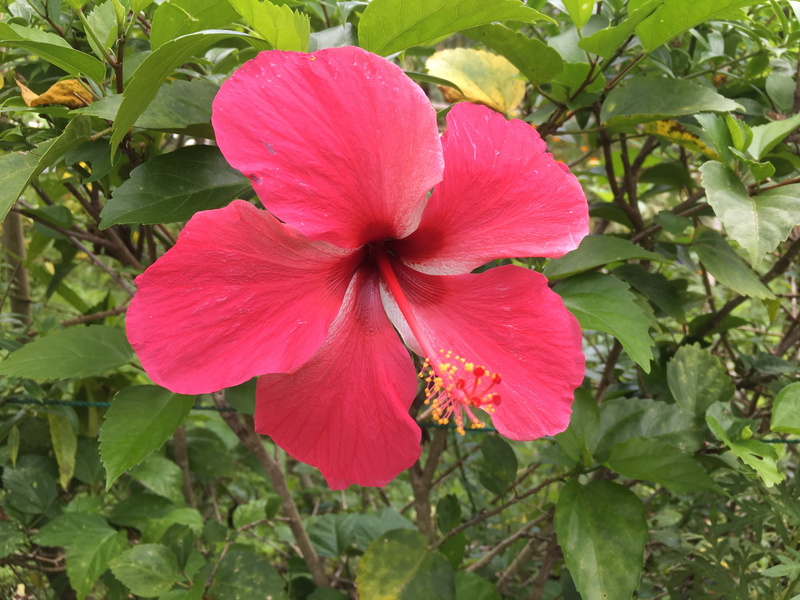 bloom, red flower, close, tropical, growth, petal, leaf, flower head, plant part, flower, 4K, no people, hawaii, outdoors, hibiscus, guam, tropic, flowering plant