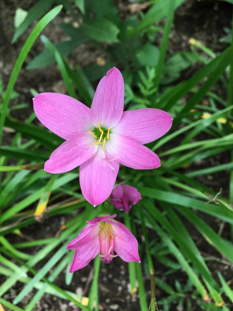 land, botanical, pink, fragility, petal, garden, pink color, vulnerability, flower, vine, 4K, pink flower, violet, bouquet, blooming, summer, trumpet