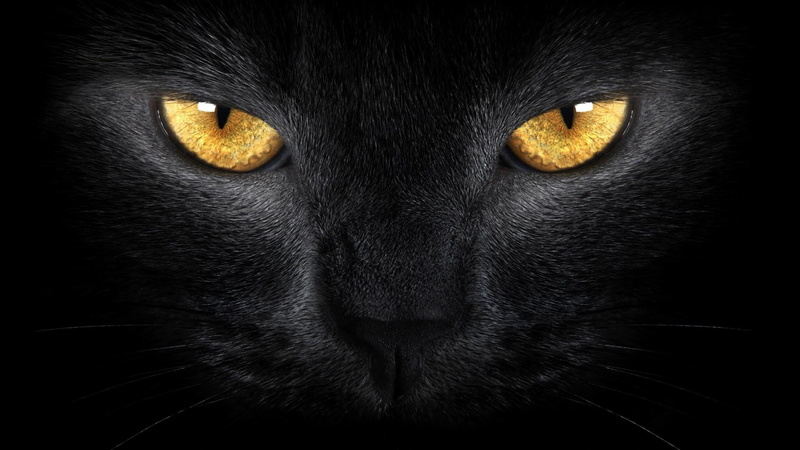 gold, eyes, kitty, animals, black, watching, 1080P, black cat