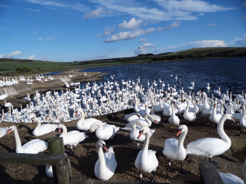 sea, vertebrate, south gland, beach, white color, animals in the wild, day, land, flock of birds, large group of animals, animal, no people, cloud - sky