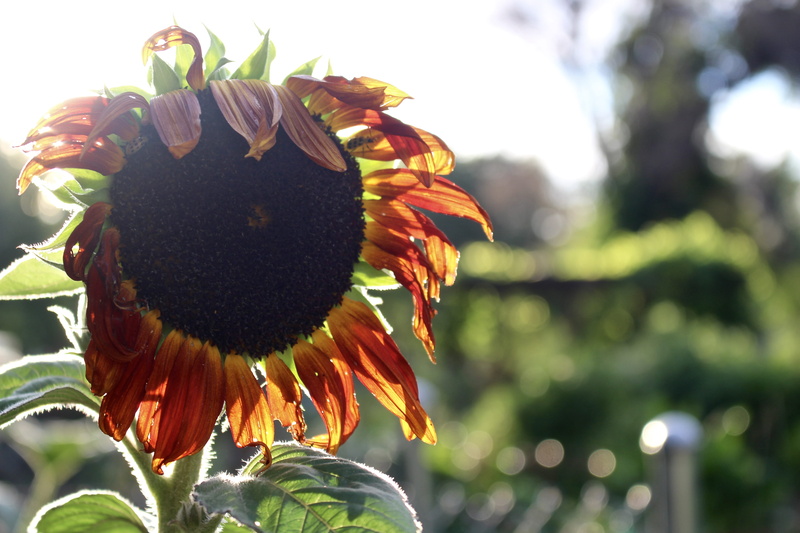 nature, food and drink, food, no people, healthy eating, sun, regis university, close-up, 5K, pollen, plant, fruit, day, focus on foreground, flower, outdoors