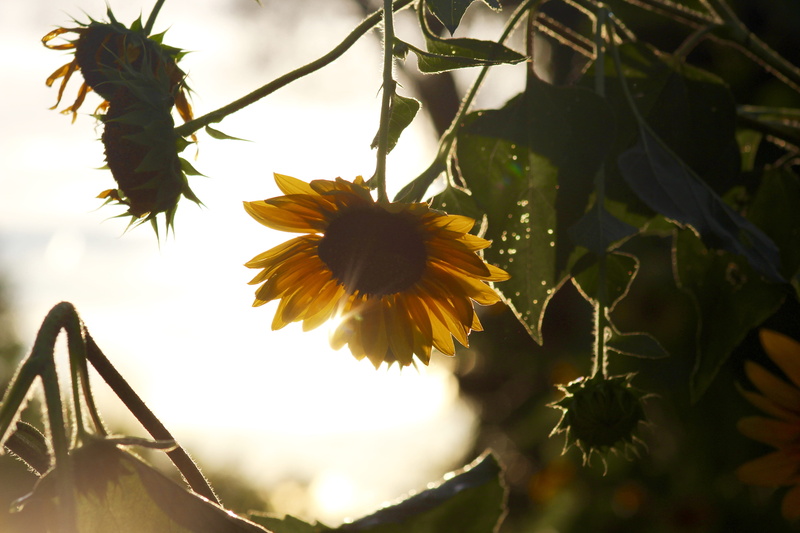 nature, fragility, 5K, sun, freshness, focus on foreground, flower head, inflorescence, regis university, united states, close-up, day, denver, beauty in nature