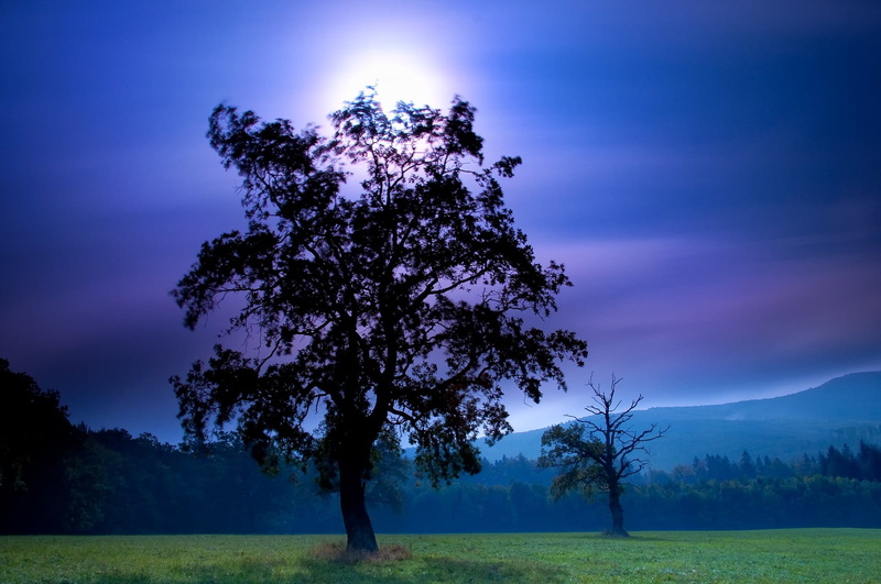 Janek Sedlar, the sun, beauty in nature, grass, trees, environment, growth, outdoors, mountain, tranquility, tranquil scene, no people, landscape, blue